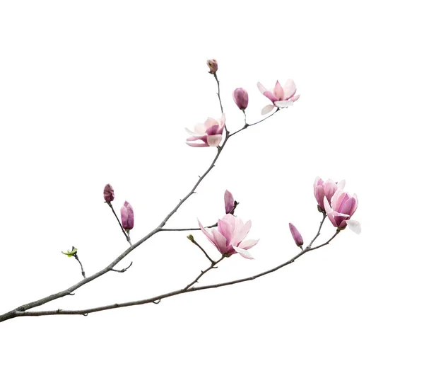 Magnolia Blomma Våren Gren Isolerad Vit Bakgrund — Stockfoto