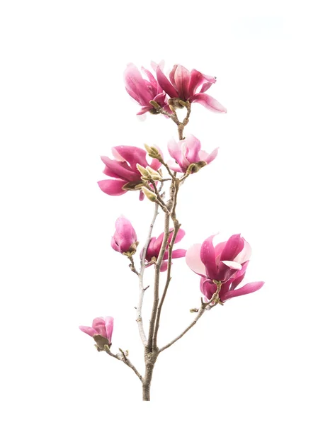 Magnolia Fleur Printemps Branche Isolé Sur Fond Blanc — Photo