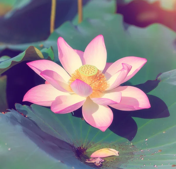 Blooming Lotus Flower Garden Pond — ストック写真