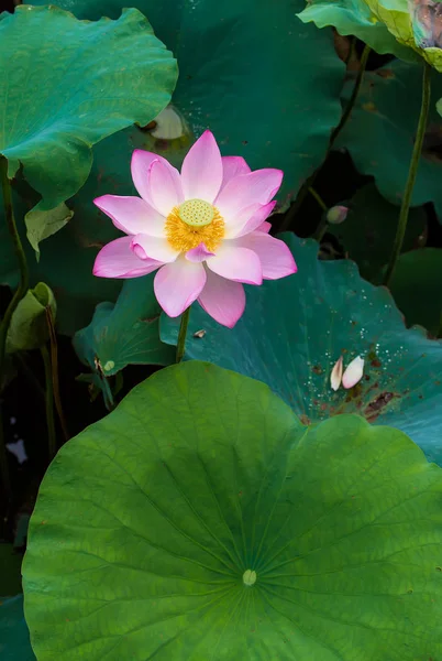 Blooming Lotus Flower Garden Pond — Stock Photo, Image