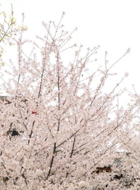 İlkbaharda açan kiraz çiçekleri