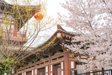 Qing uzun Tapınağı, xi an, Çin geleneksel Çince çatılı kiraz çiçeği.