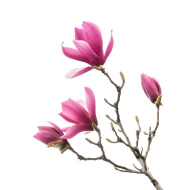 Manolya çiçeği bahar dalı beyaz arkaplanda izole