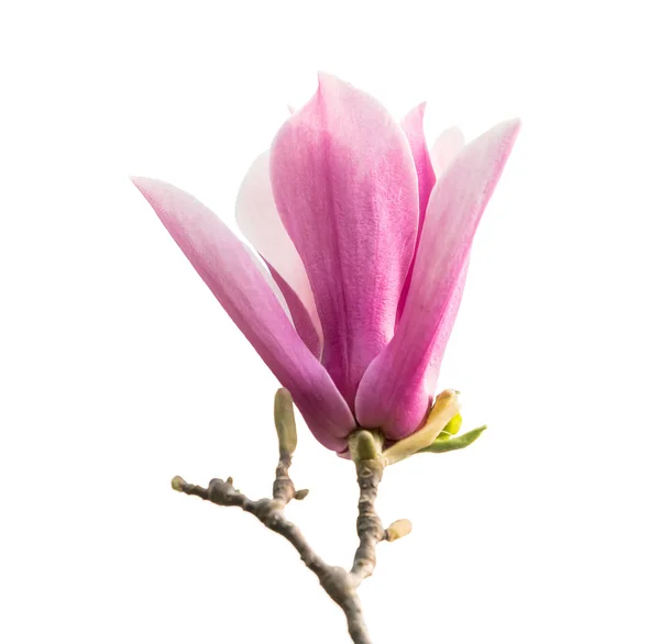 Magnolia Bloem Voorjaar Tak Geïsoleerd Witte Achtergrond — Stockfoto