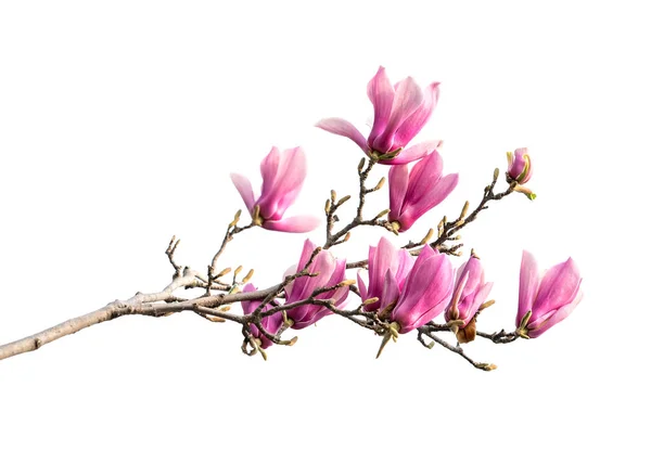 Magnolia Blomma Våren Gren Isolerad Vit Bakgrund — Stockfoto