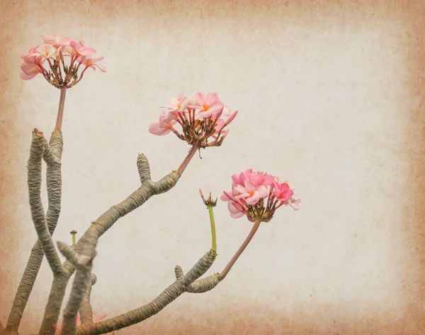 Plumeria Tropická Květina Starým Grunge Starožitným Papírem — Stock fotografie