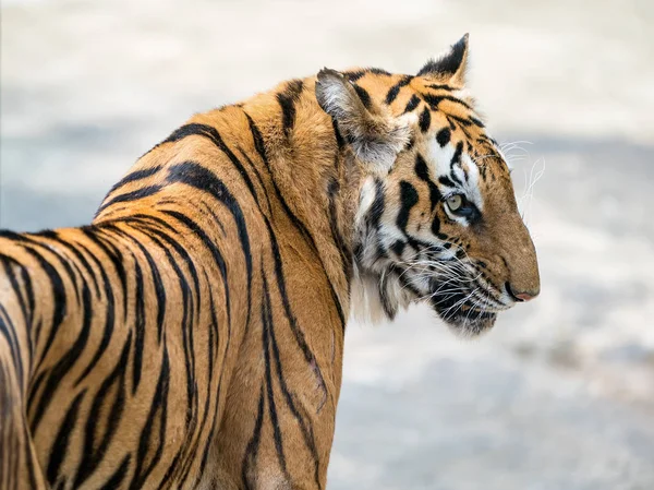 Ritratto Tigri Nel Loro Habitat Naturale — Foto Stock