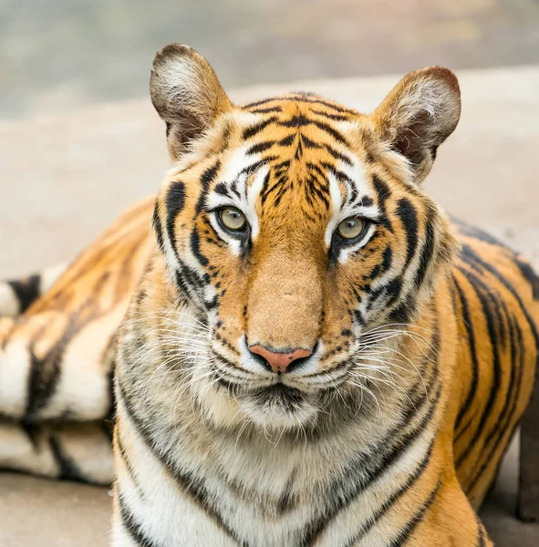 Retrato Tigres Hábitat Natural —  Fotos de Stock