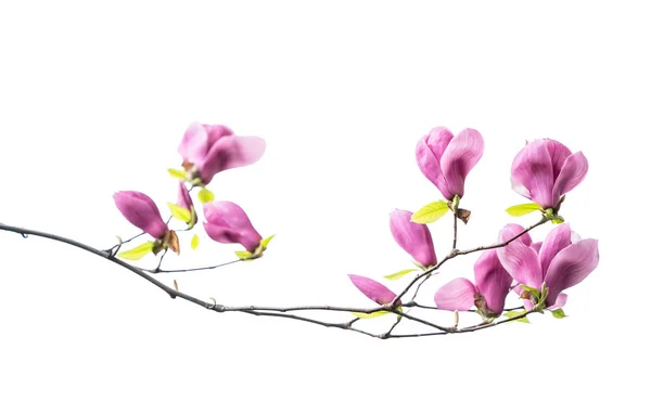 Magnolia Kukka Kevät Haara Eristetty Valkoisella Pohjalla — kuvapankkivalokuva