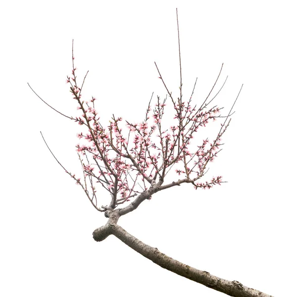 白に孤立した桃の花 — ストック写真