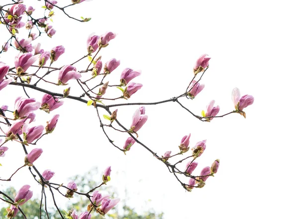 Magnolia Flower Spring Branch Isolated White Background — Stock Photo, Image