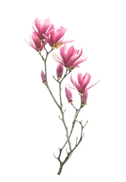 Magnolia Blomma Våren Gren Isolerad Vit Bakgrund — Stockfoto