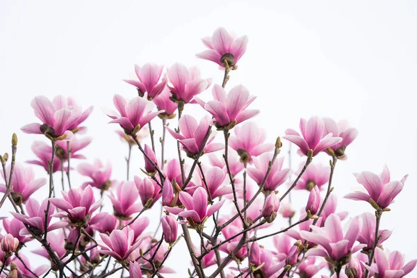 白い背景に孤立したマグノリアの花春の枝 — ストック写真