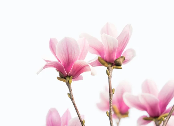 Magnolia Blomma Våren Gren Isolerad Vit Bakgrund — Stockfoto