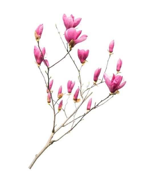 Magnolia Blomma Våren Gren Isolerad Vit Bakgrund — Stockfoto