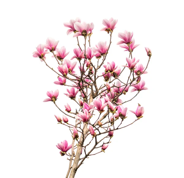 在白色背景上隔绝的木兰花春枝 — 图库照片