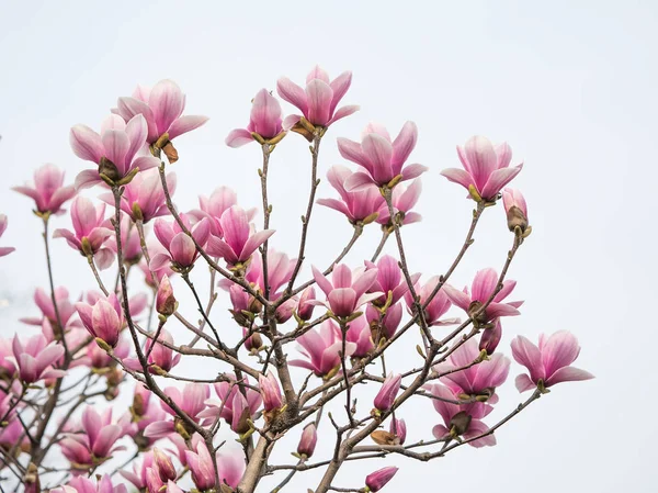 Magnolia Kukka Kevät Haara Eristetty Valkoisella Pohjalla — kuvapankkivalokuva