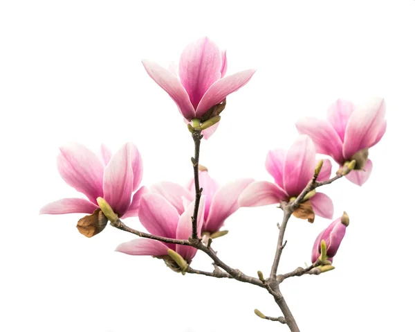 Magnolia Blomma Våren Gren Isolerad Vit Bakgrund — Stockfoto