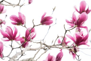 Beyaz arkaplanda izole edilmiş pembe manolya çiçekleri