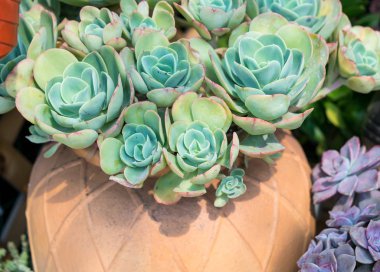  Bahçedeki minyatür sulu bitkiler