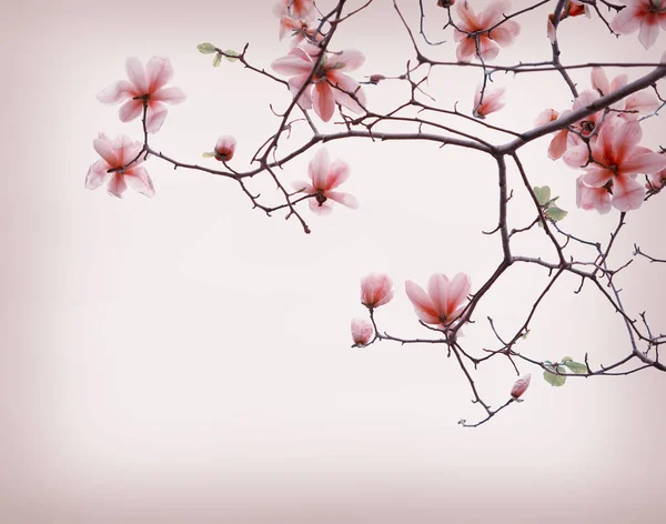 古い紙の背景にピンクのモクレンの花 — ストック写真