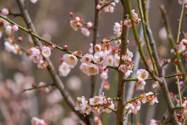 黒を基調とした梅の花 — ストック写真