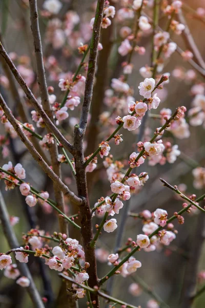 黒を基調とした梅の花 — ストック写真