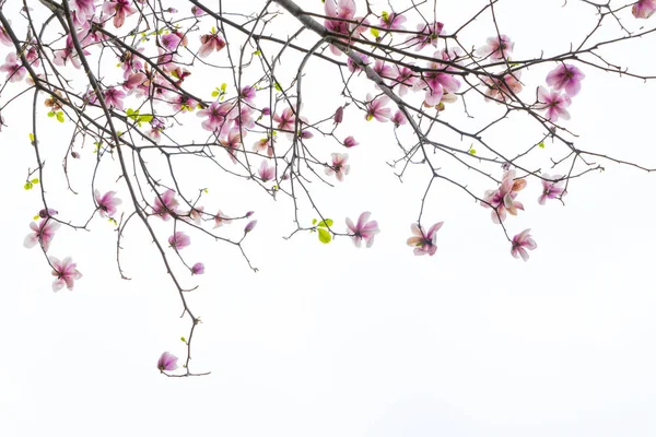 Pink Magnolia Flowers Isolated White Background — Stock Photo, Image