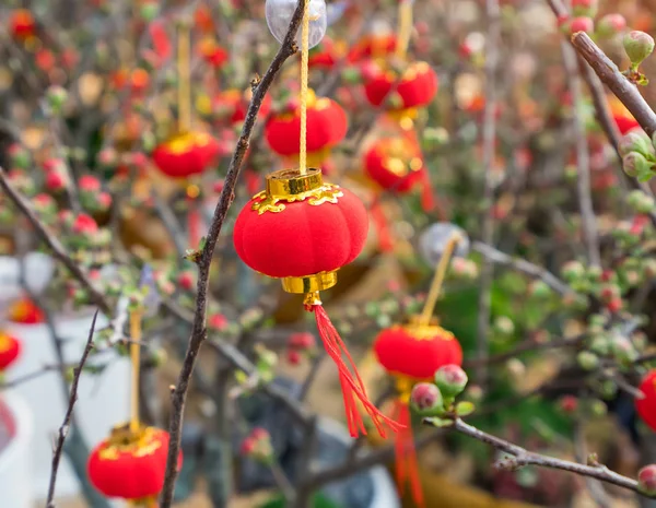 Frühlingsfest Chinesische Neujahrslaterne Dekoration Auf Einem Baum — Stockfoto