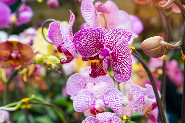 Orkidéblommor Phalaenopsis Trädgården — Stockfoto