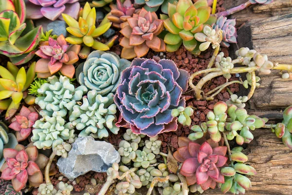 庭のミニチュア多肉植物 — ストック写真