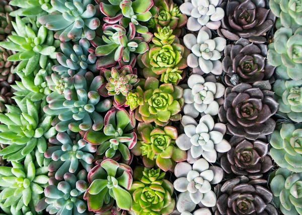 Plantas Suculentas Miniatura Jardim — Fotografia de Stock