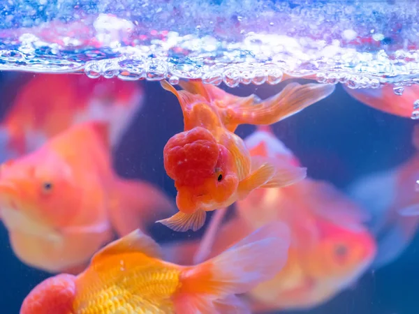 Peces Rojos Dorados —  Fotos de Stock