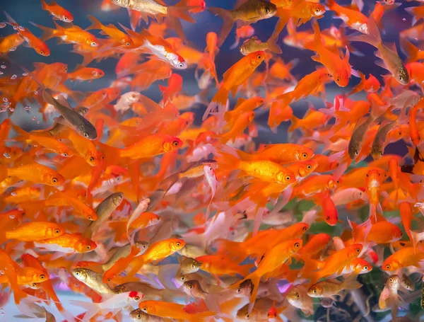 Červené Zlaté Ryby赤と金の魚 — ストック写真