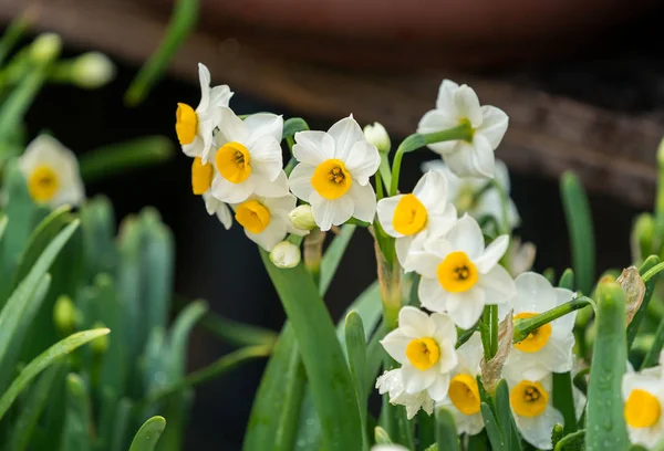 Narcissus Blooming Garden — Stock Photo, Image