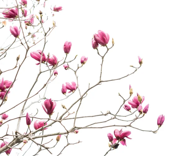 Розовые Цветы Магнолии Изолированы Белом Фоне — стоковое фото