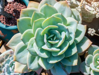  Bahçedeki minyatür sulu bitkiler