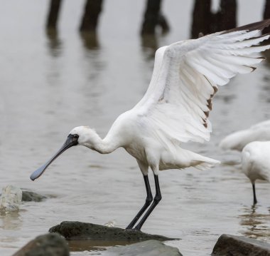 Kaşıkçı maddeler waterland içinde