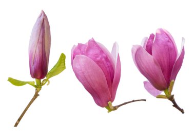 Beyaz arkaplanda izole edilmiş pembe manolya çiçekleri
