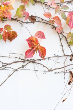 sarmaşık yaprakları beyaz arkaplanda izole edilmiş