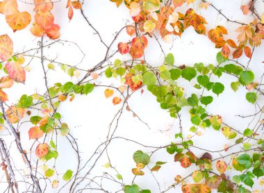 sarmaşık yaprakları beyaz arkaplanda izole edilmiş