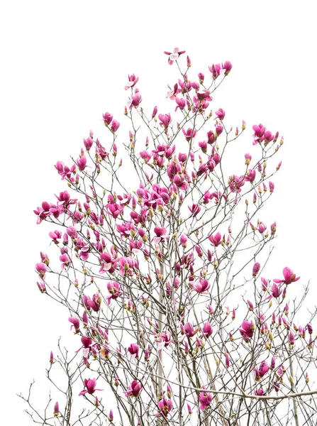 Fiori Magnolia Rosa Isolati Sfondo Bianco — Foto Stock