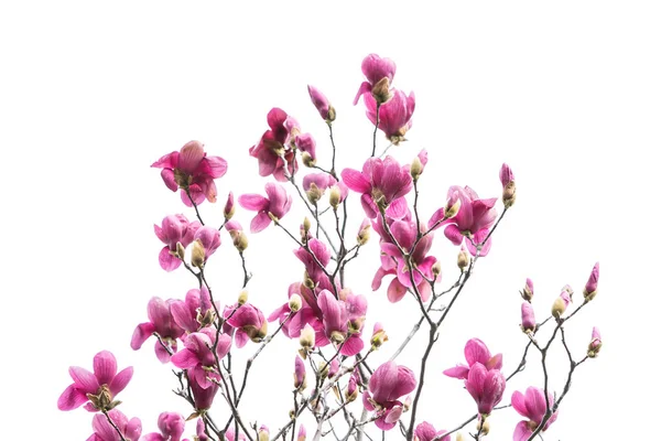 Magnolia Rose Fleurs Isolées Sur Fond Blanc — Photo