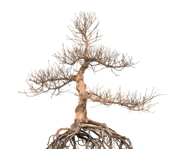 Δέντρο Bare Bonsai Λευκό — Φωτογραφία Αρχείου