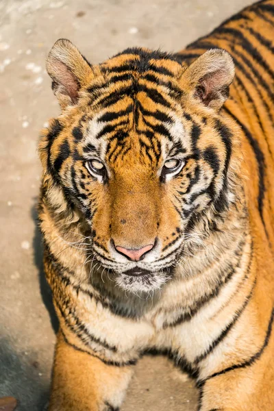 Portret Tygrysów Ich Naturalnym Środowisku — Zdjęcie stockowe