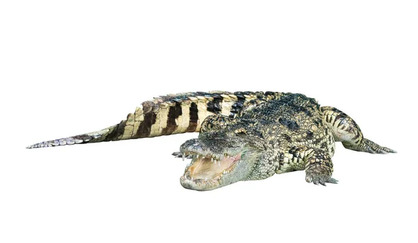 野生鳄鱼张开嘴巴孤立的白色背景上 — 图库照片