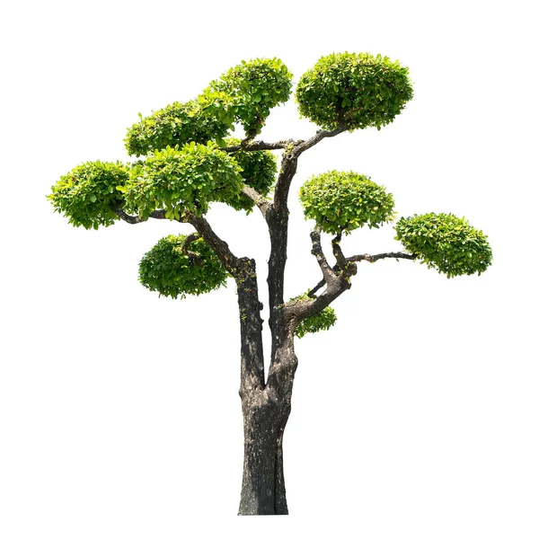 Bomen Van Bonsai Een Witte Achtergrond Geïsoleerde Afbeelding — Stockfoto