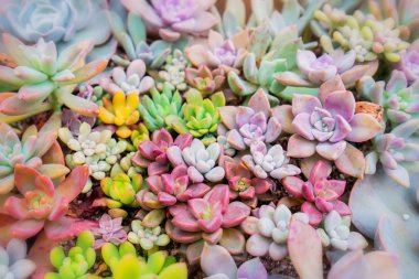  Bahçedeki minyatür sulu bitkiler