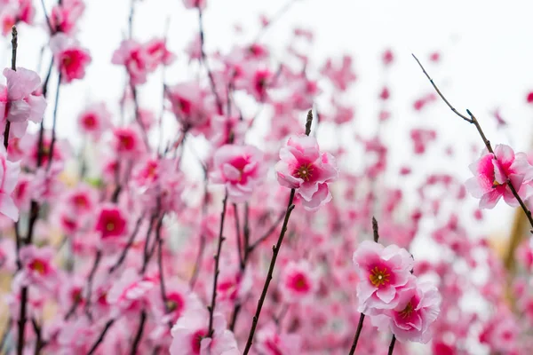 人工の桃の花の枝に — ストック写真