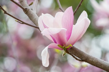 Bahçedeki pembe manolya çiçeği